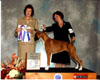 Jennys 4 pt Major, Best of Winners, Worcester Kennel Club, Nov. 29, 2008