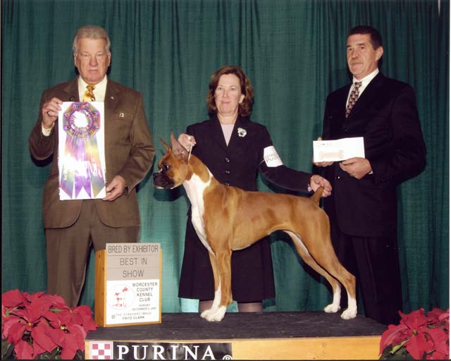 Best Bred By exhibitor in the show, Fitchburg Ma, Dec 2 2007